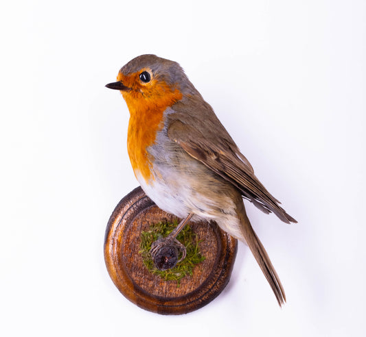 Robin Taxidermy Wall Mount