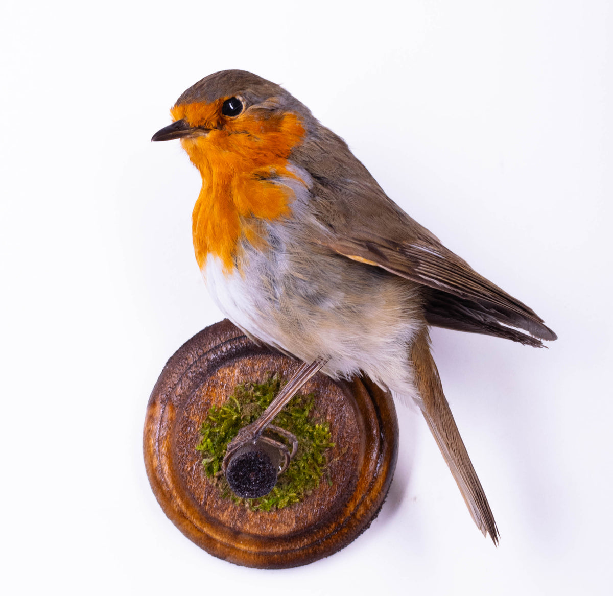 Taxidermy Robin Wall Mount