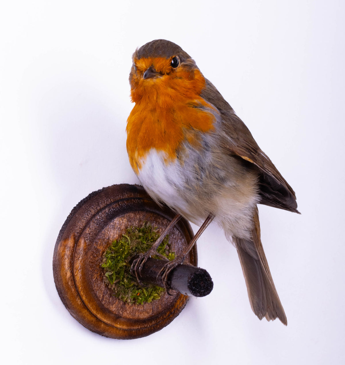 Taxidermy Robin Wall Mount