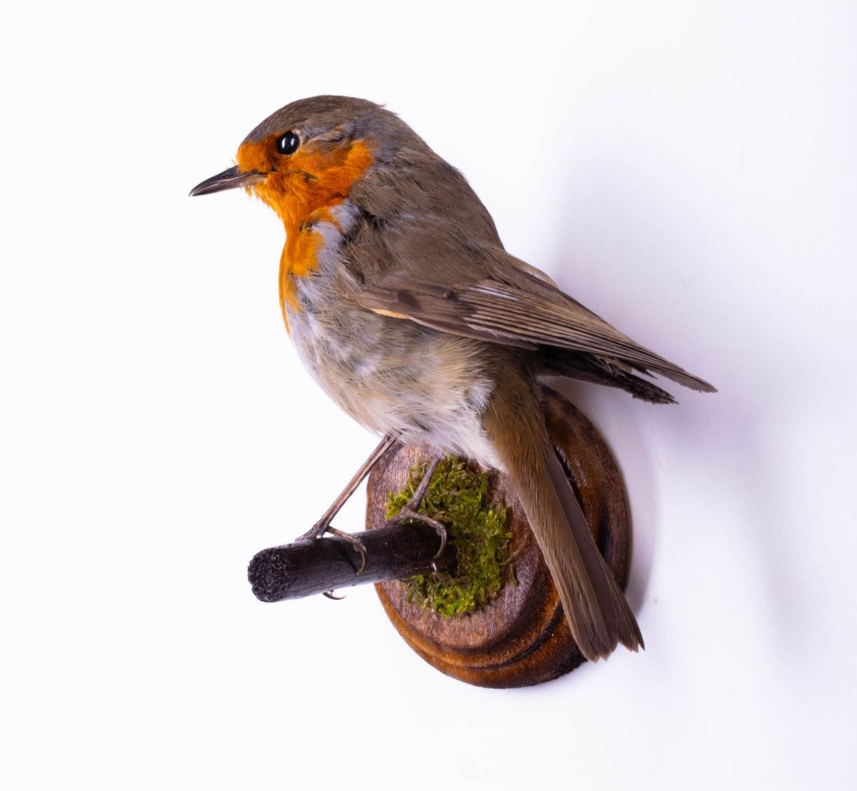 Taxidermy Robin Wall Mount