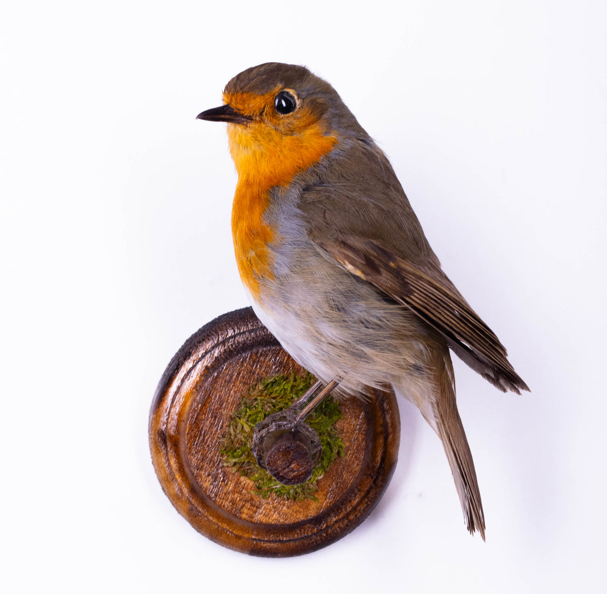 Robin Taxidermy Wall Mount
