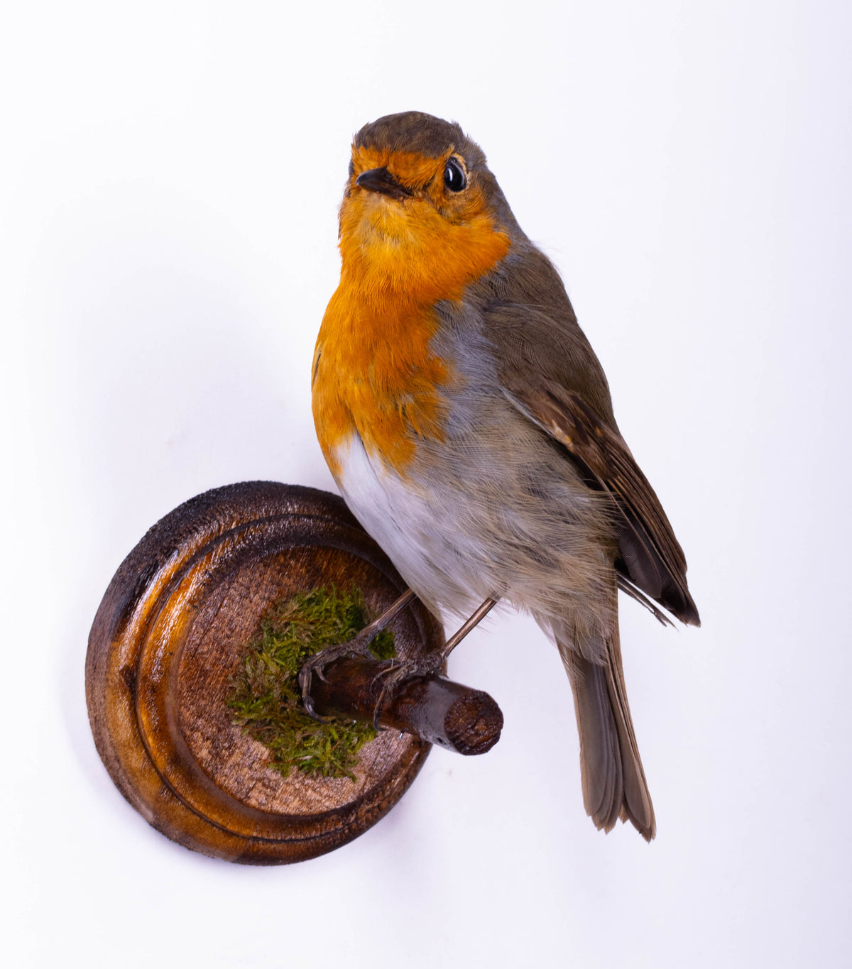 Robin Taxidermy Wall Mount