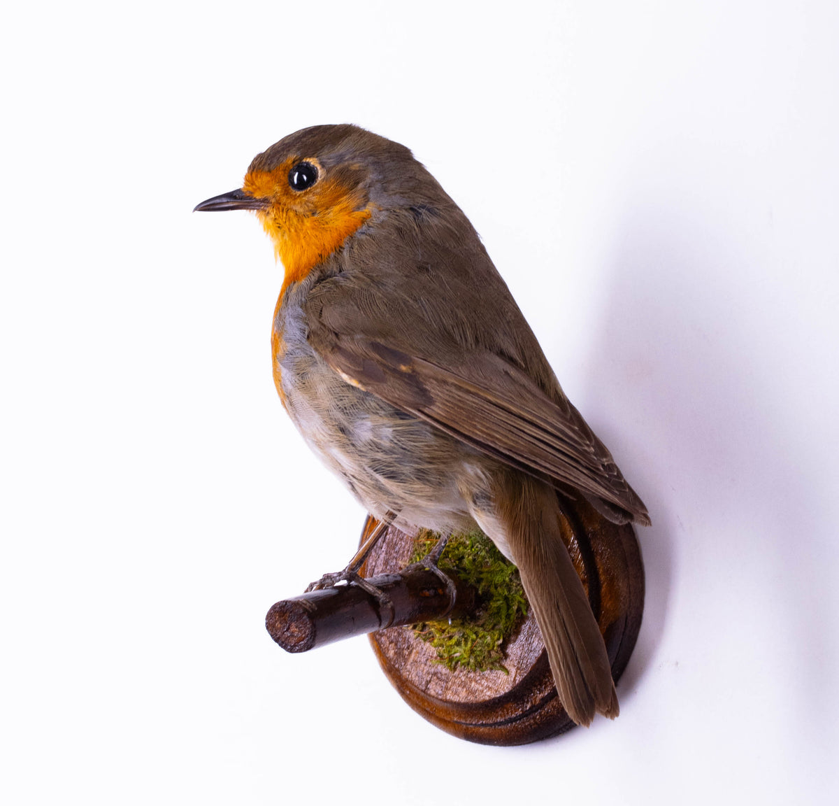 Robin Taxidermy Wall Mount