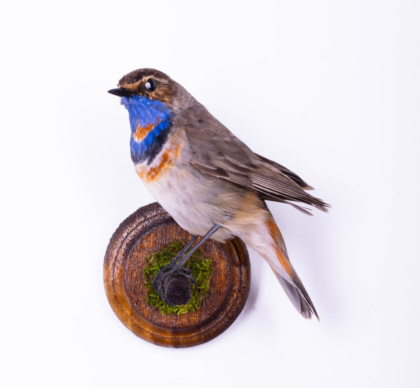 Bluethroat Taxidermy Wall Mount For Sale