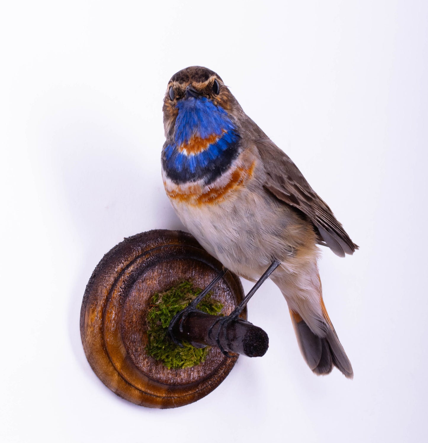 Bluethroat Taxidermy Wall Mount For Sale