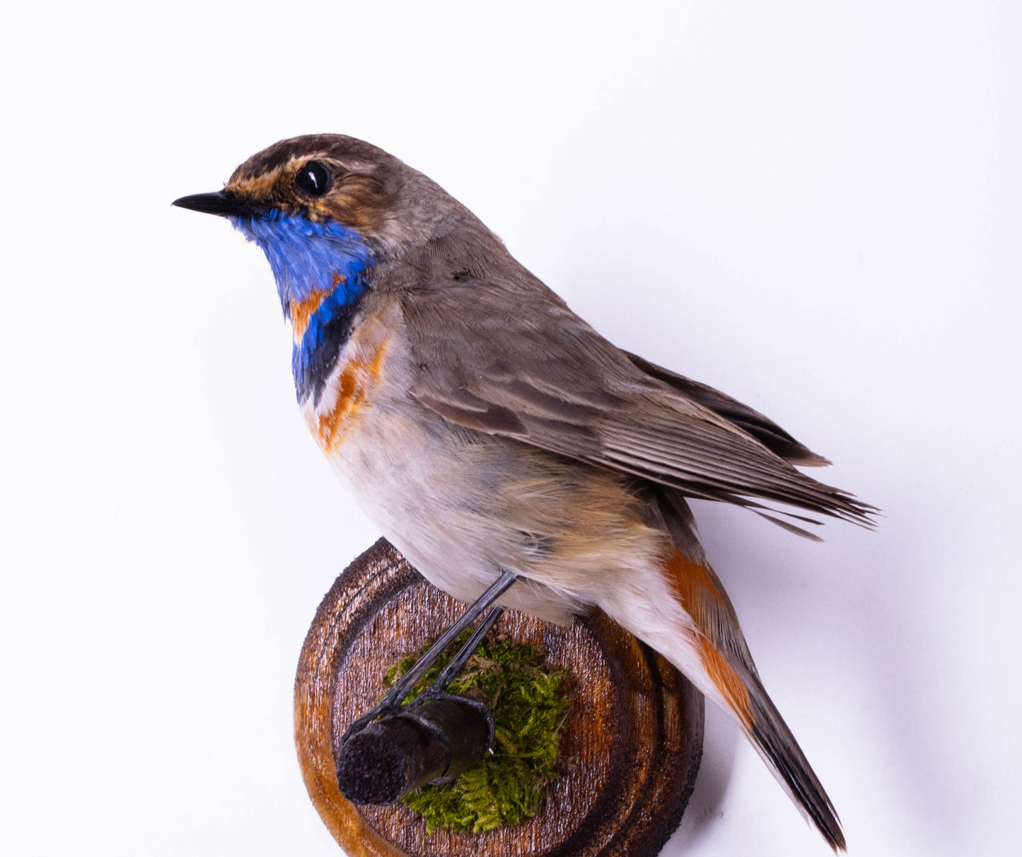 Bluethroat Taxidermy Wall Mount For Sale