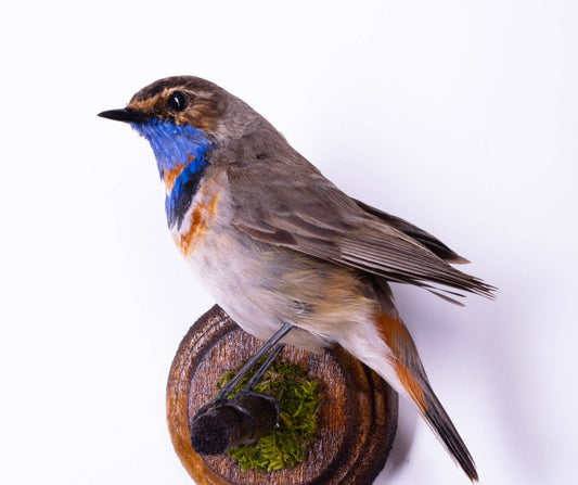 Bluethroat Taxidermy Wall Mount For Sale