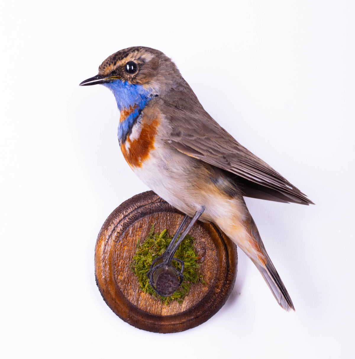Bluethroat Taxidermy Wall Mount