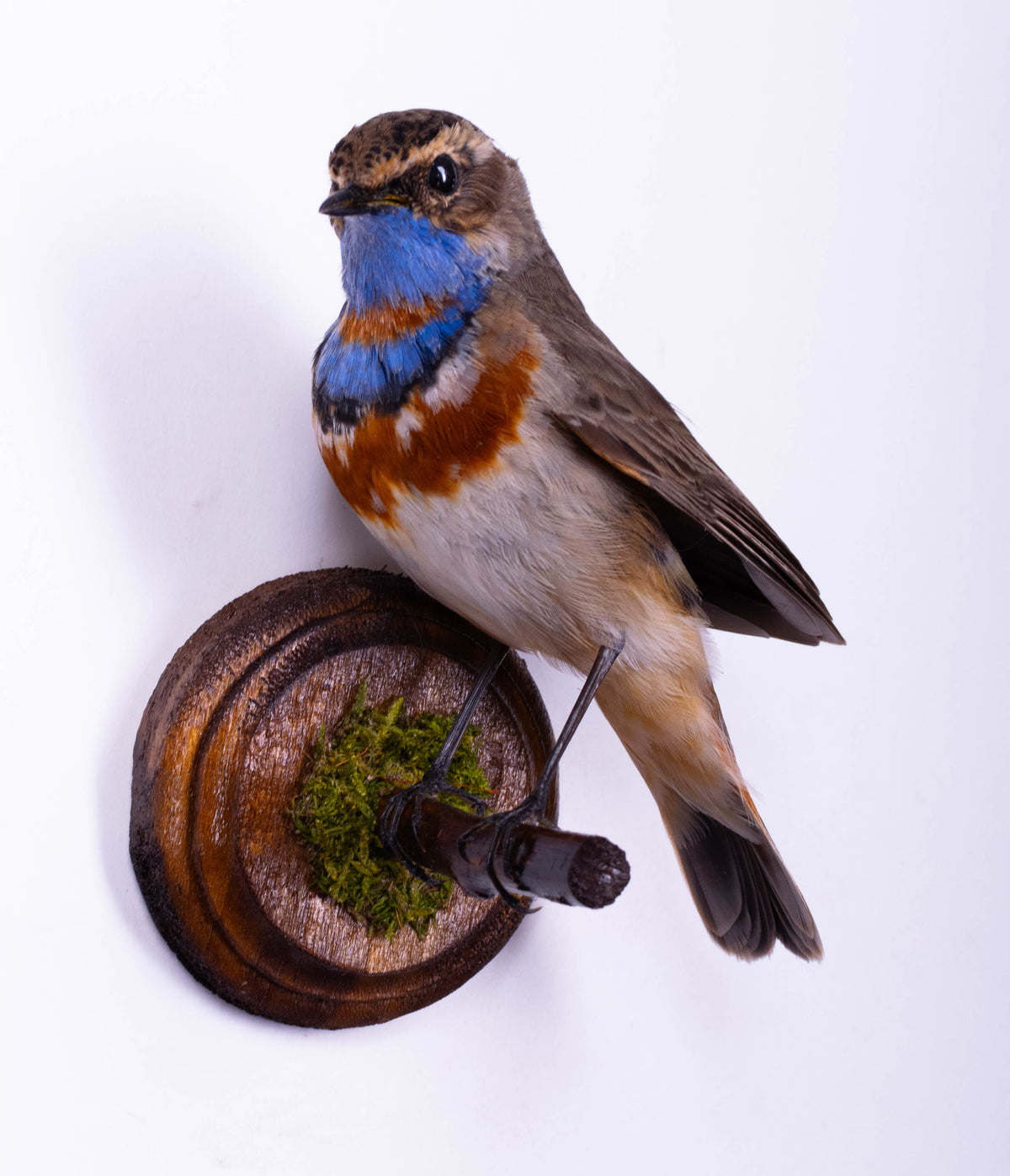 Bluethroat Taxidermy Wall Mount