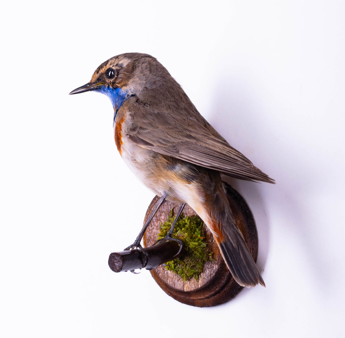 Bluethroat Taxidermy Wall Mount