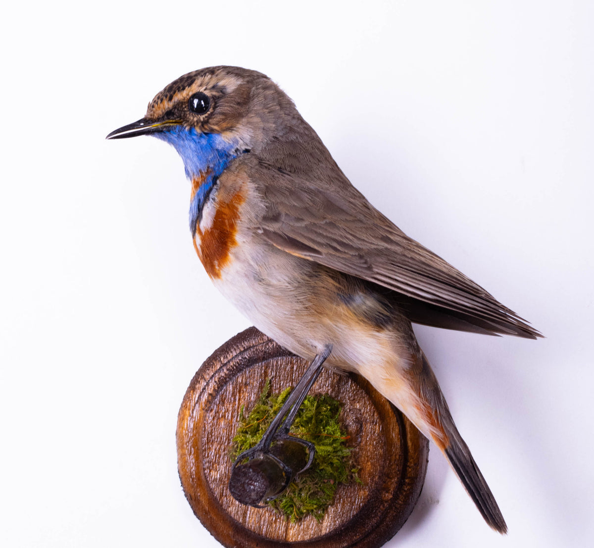 Bluethroat Taxidermy Wall Mount
