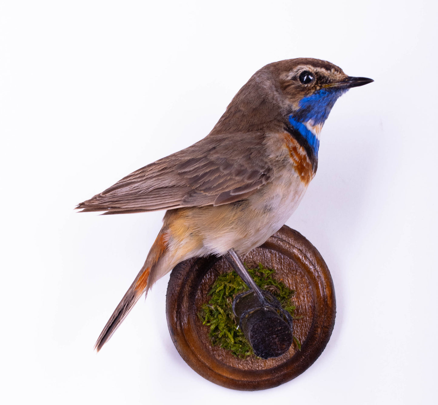 Bluethroat Taxidermy Wall Mount For Sale