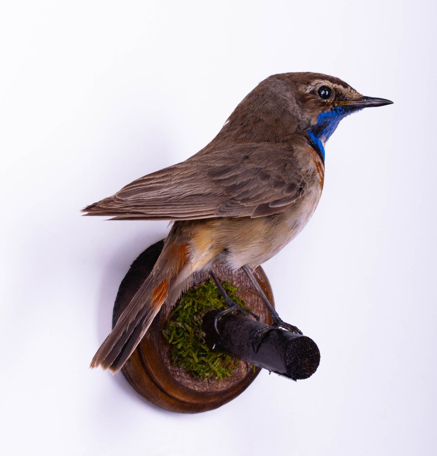Bluethroat Taxidermy Wall Mount For Sale