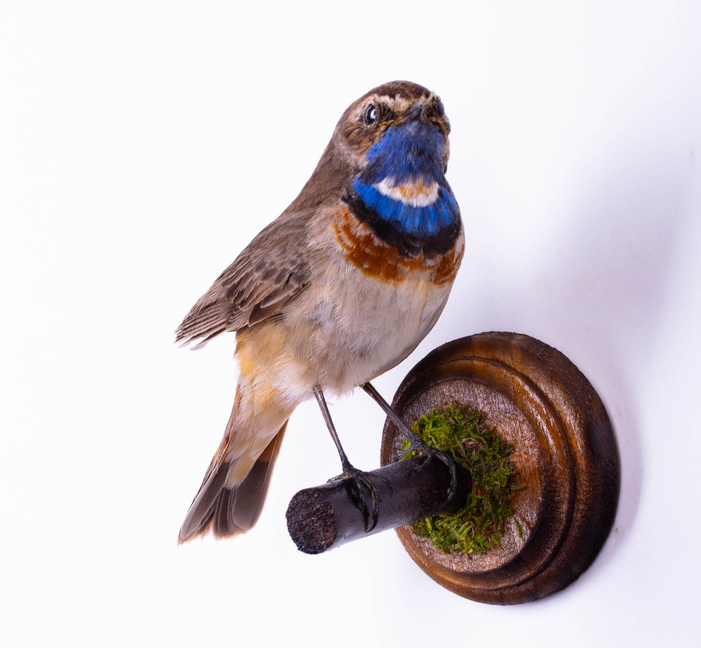 Bluethroat Taxidermy Wall Mount For Sale