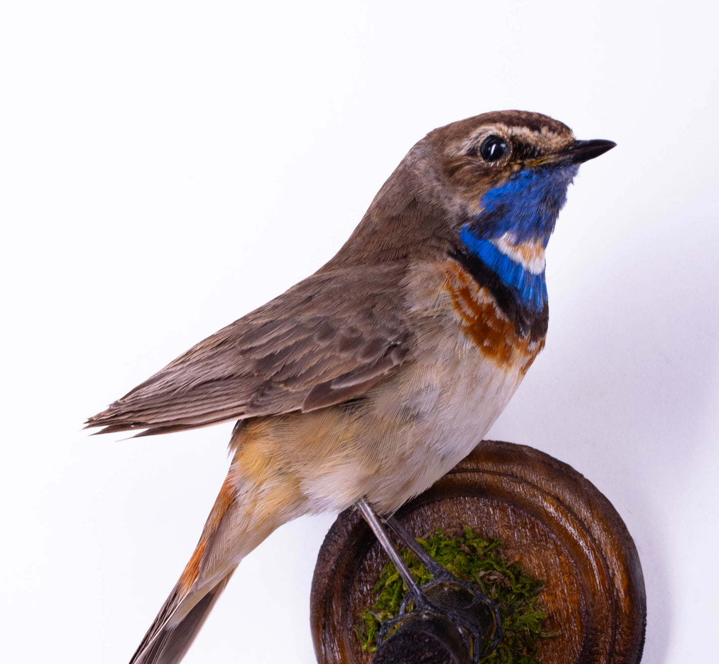 Bluethroat Taxidermy Wall Mount For Sale