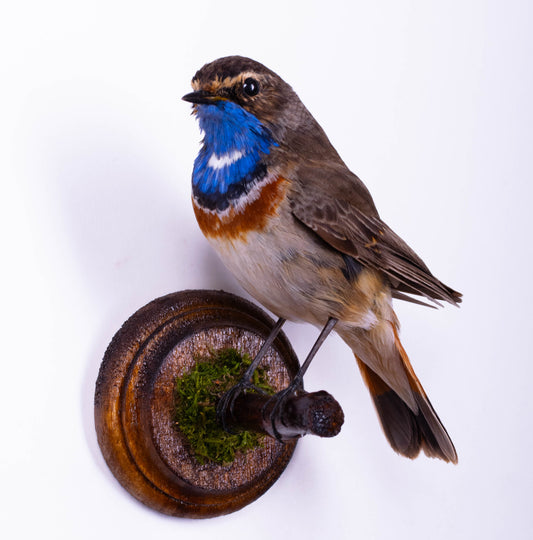 Bluethroat Taxidermy Wall Mount