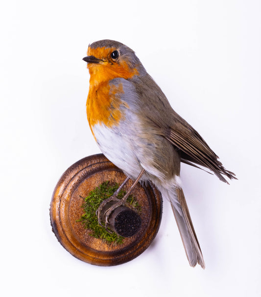 Robin Taxidermy Wall Mount