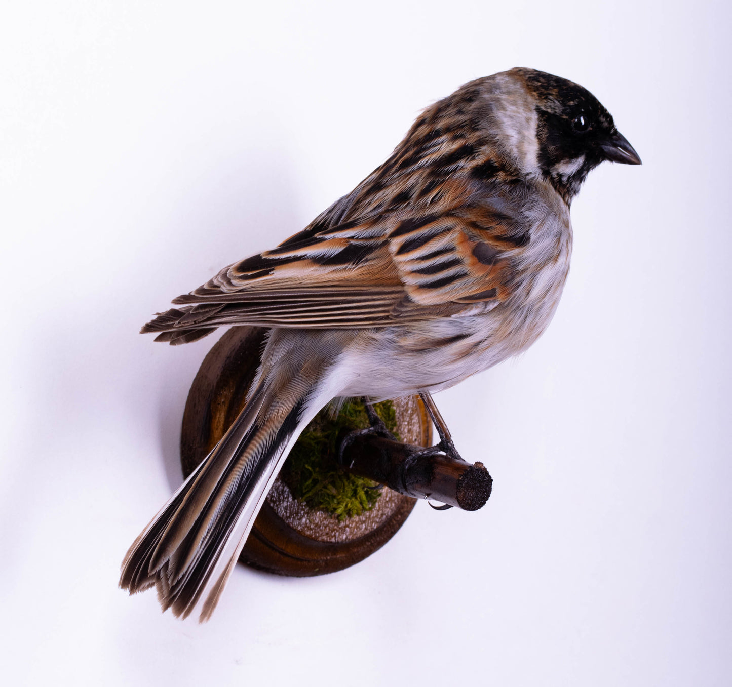 Reed Bunting Taxidermy Wall Mount For Sale