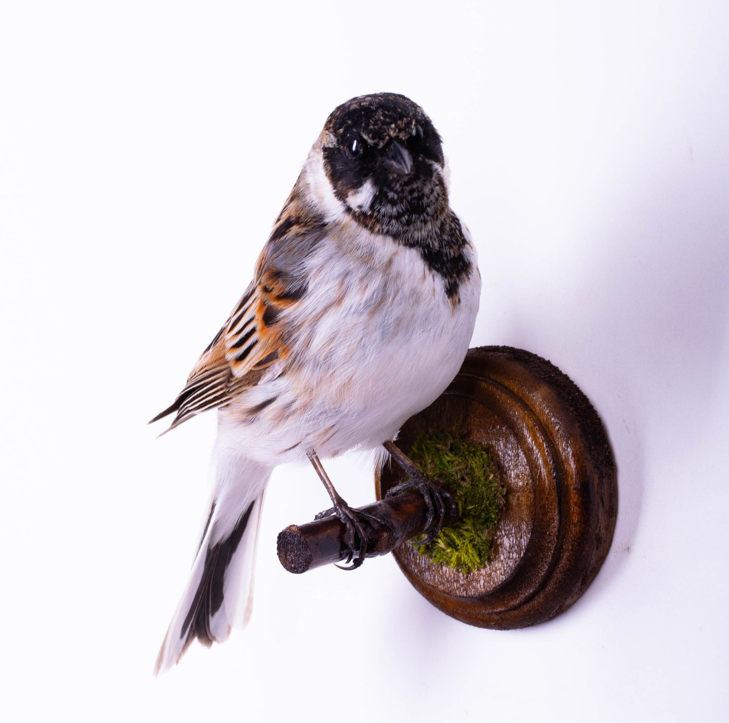 Reed Bunting Taxidermy Wall Mount For Sale