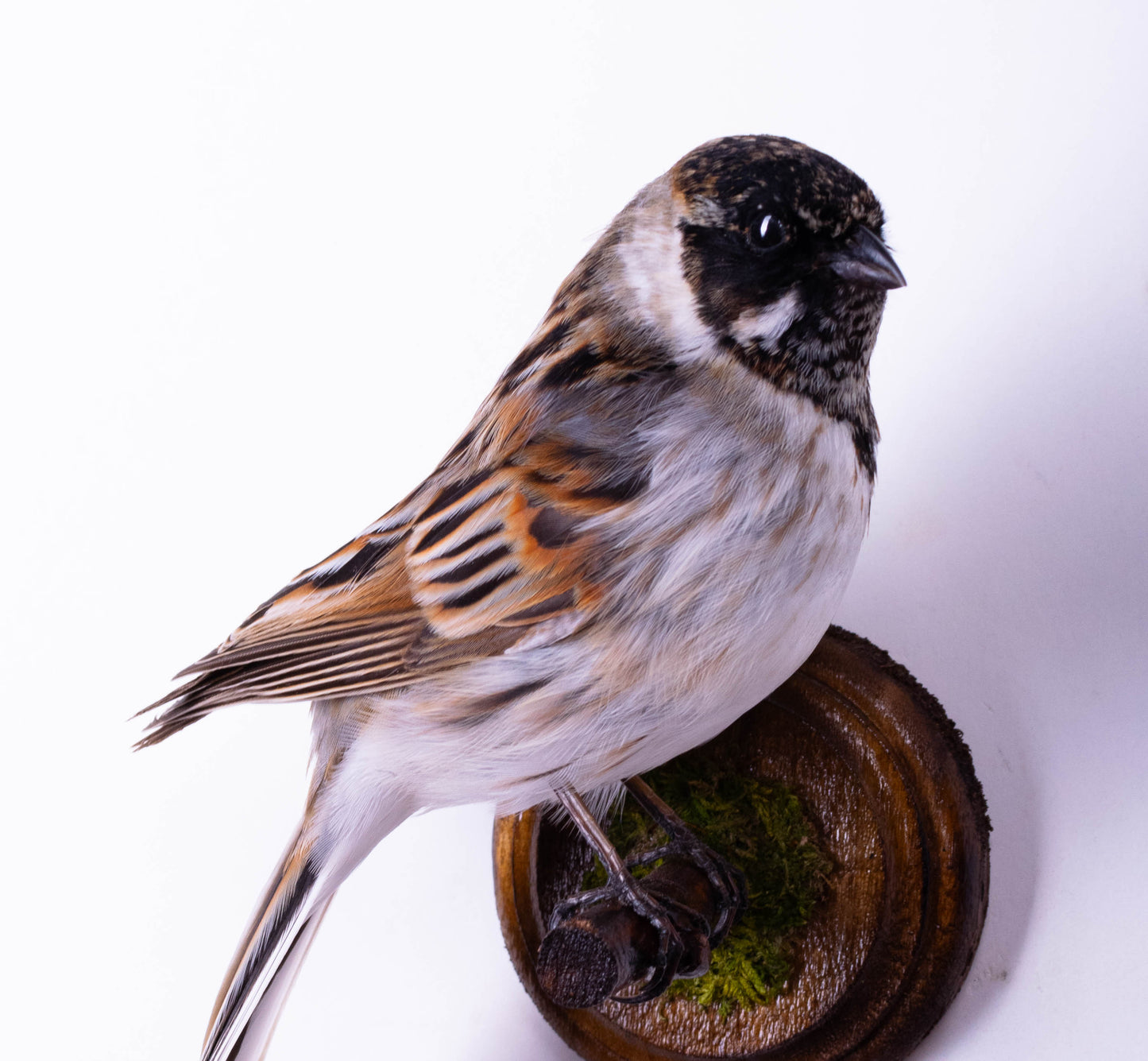 Reed Bunting Taxidermy Wall Mount For Sale