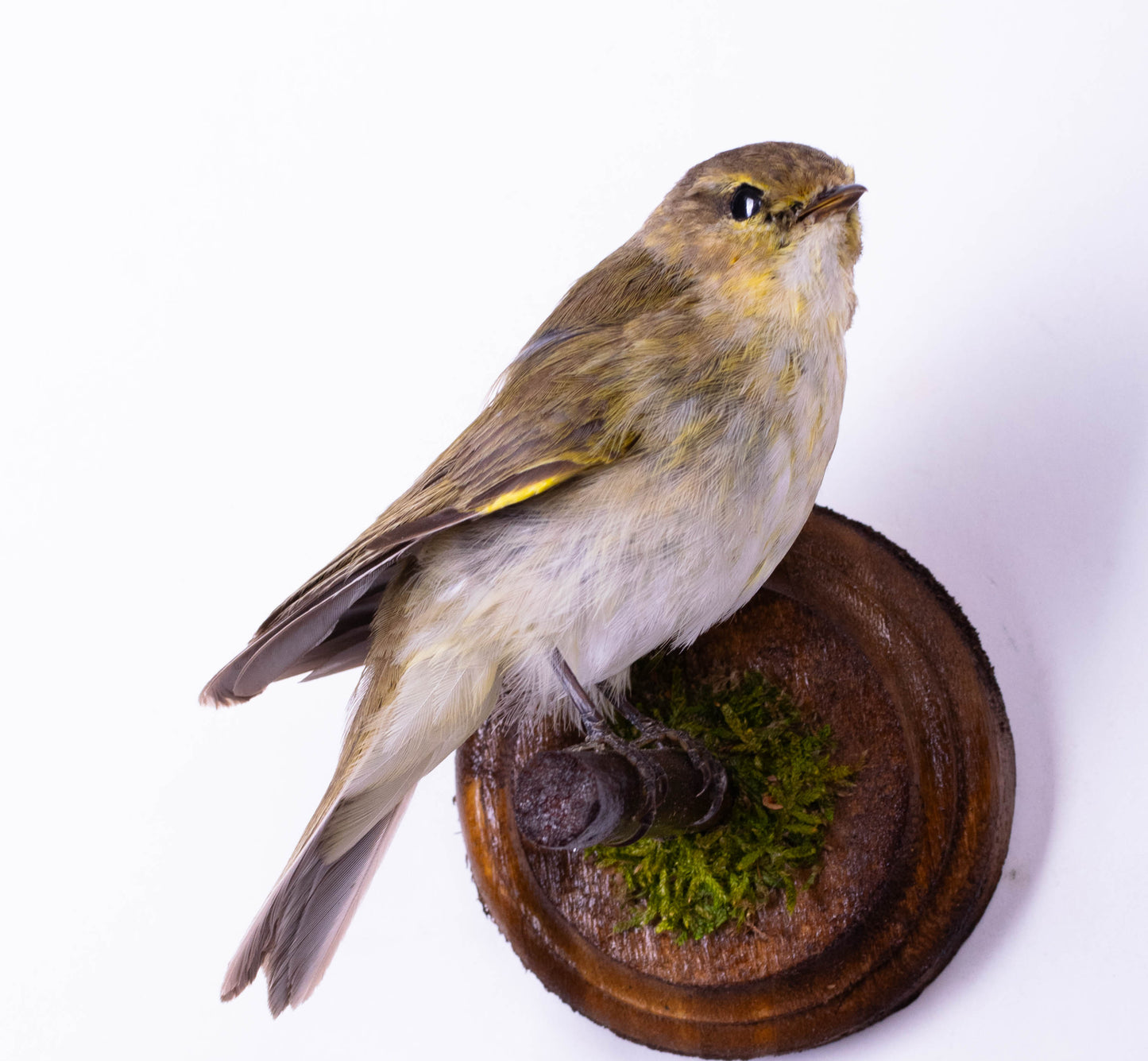 Willow Warbler Taxidermy Wall Mount For Sale
