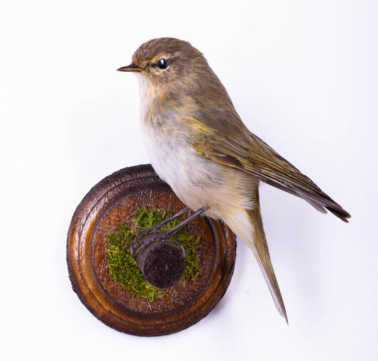 Chiffchaff Taxidermy Wall Mount For Sale