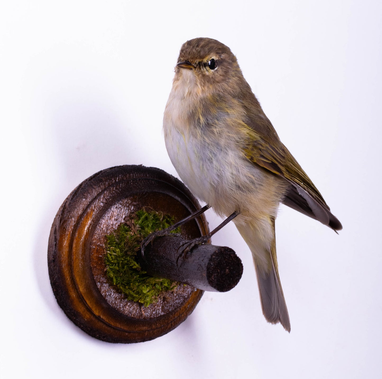 Chiffchaff Taxidermy Wall Mount For Sale