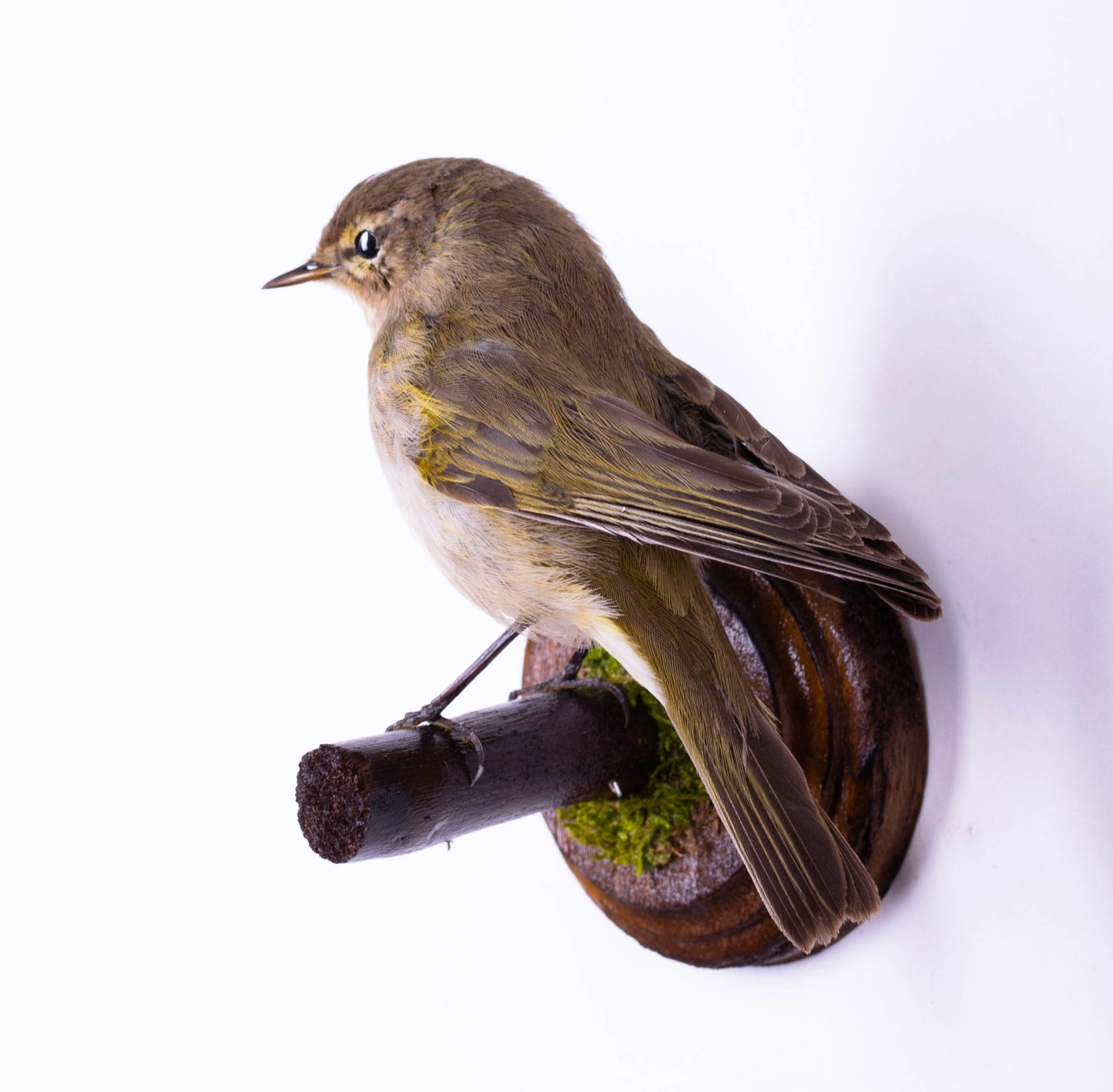 Chiffchaff Taxidermy Wall Mount For Sale