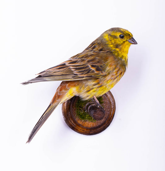 Yellowhammer Taxidermy Wall Mount