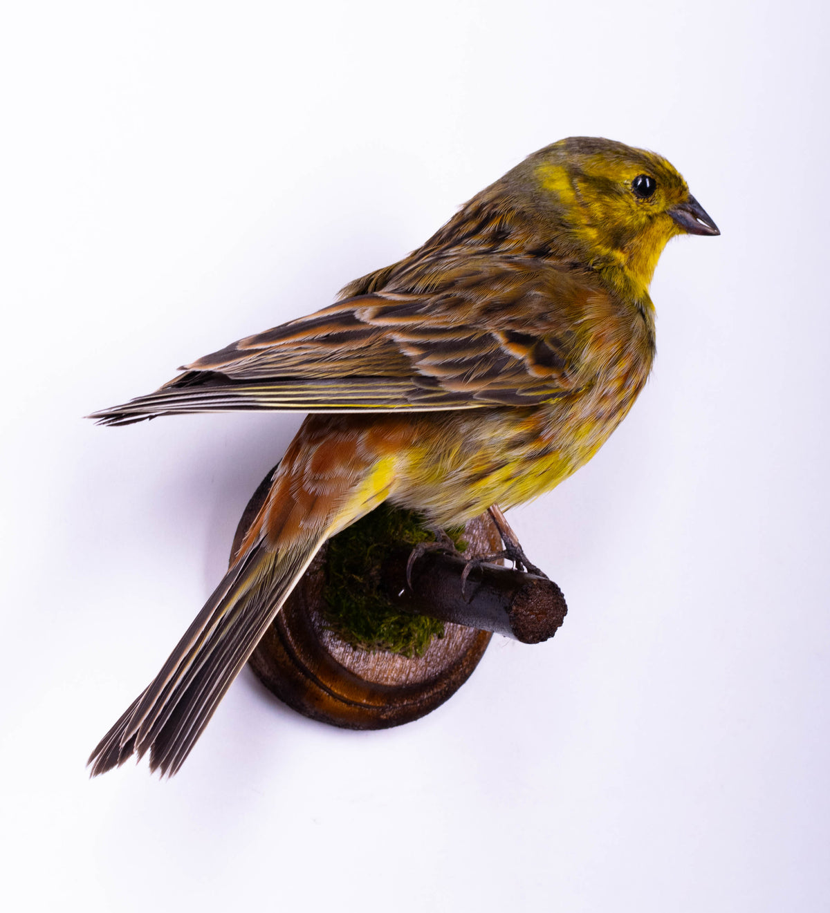 Yellowhammer Taxidermy Wall Mount