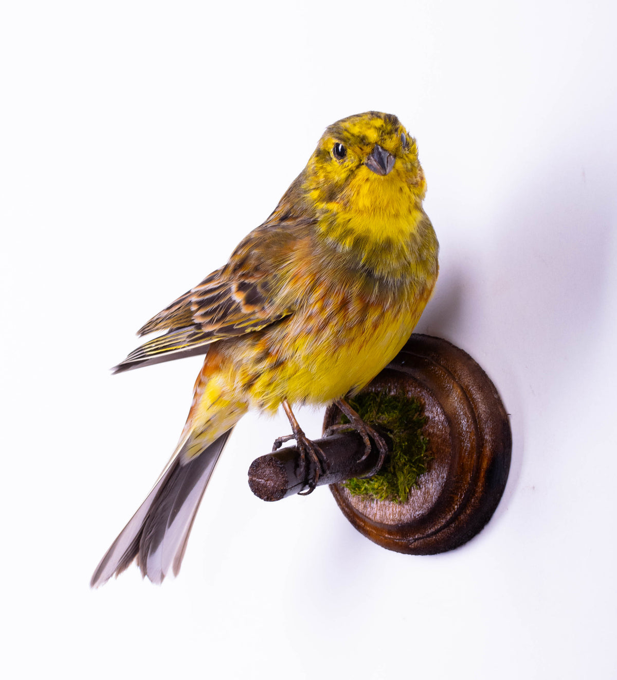 Yellowhammer Taxidermy Wall Mount