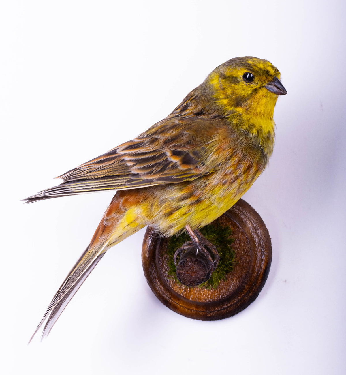Yellowhammer Taxidermy Wall Mount