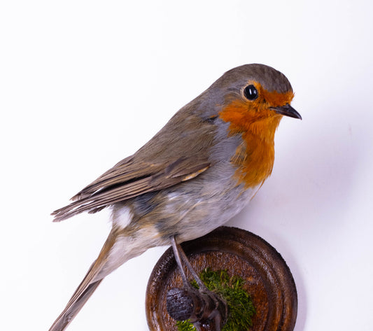 Taxidermy Robin Wall Mount