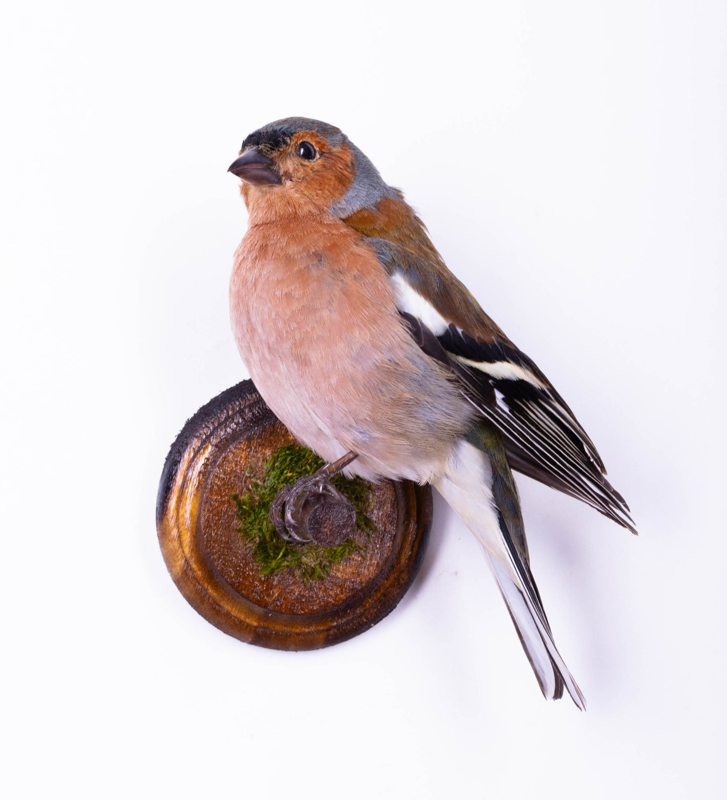 Chaffinch Taxidermy Wall Mount For Sale