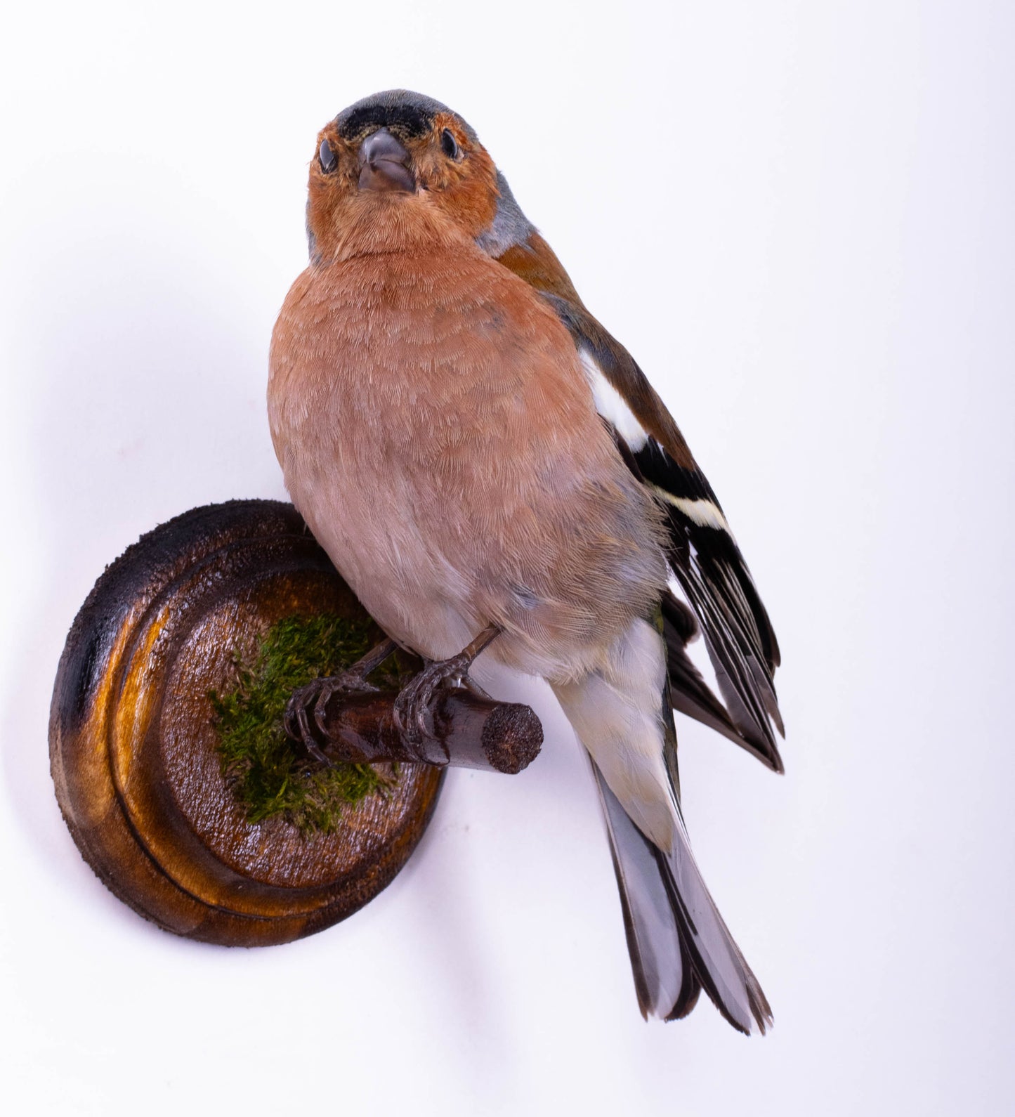 Chaffinch Taxidermy Wall Mount For Sale