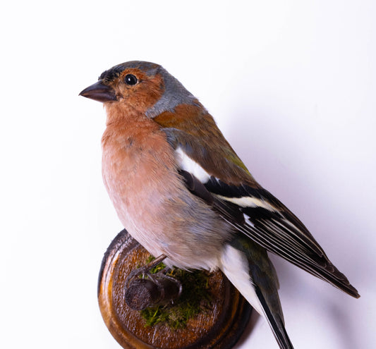 Chaffinch Taxidermy Wall Mount For Sale