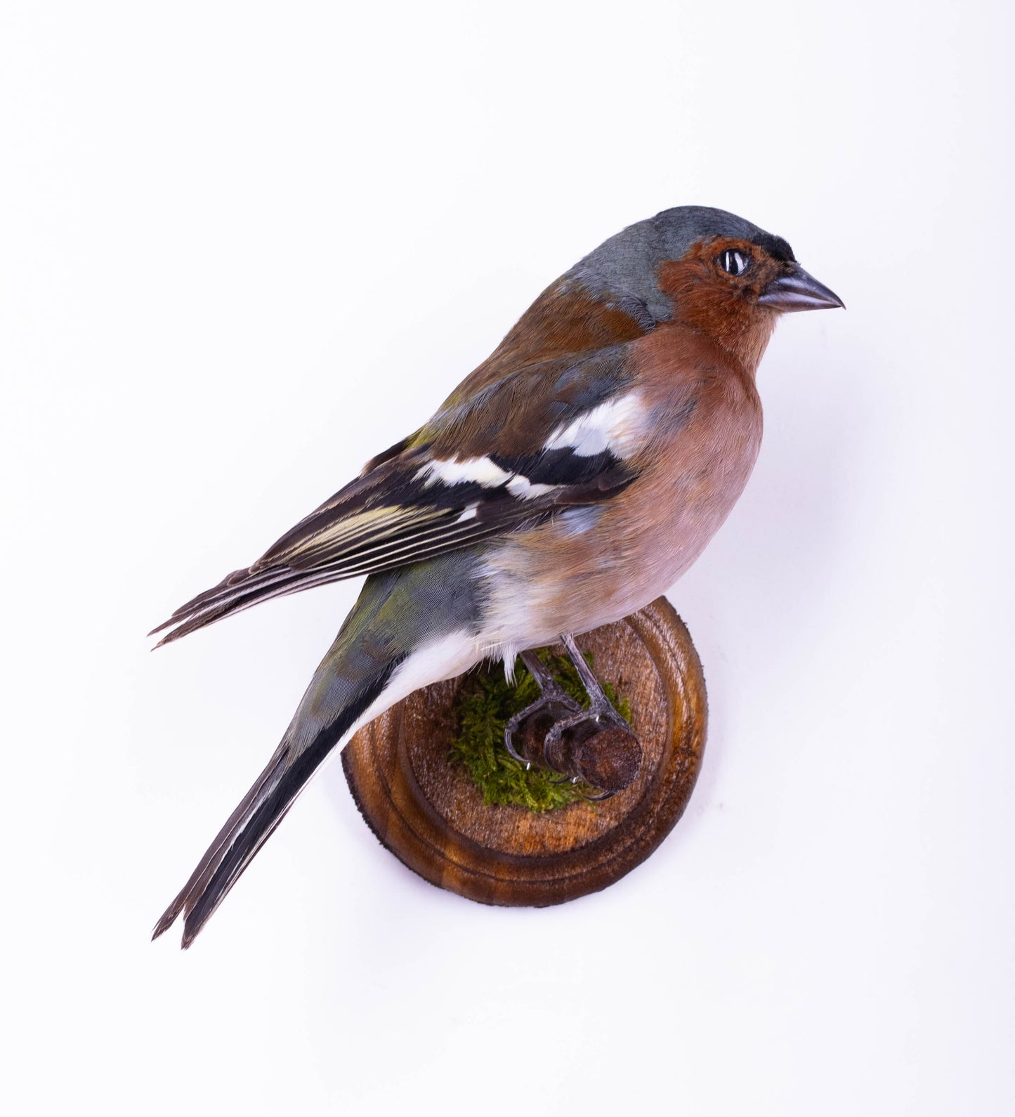 Chaffinch Taxidermy Wall Mount For Sale
