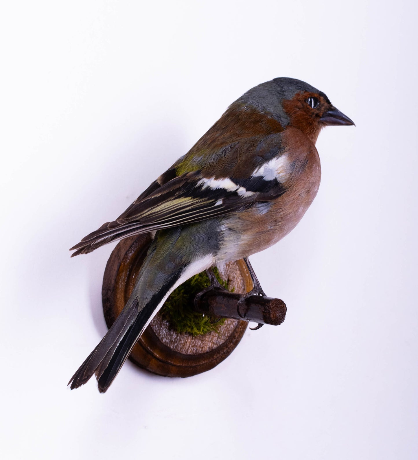 Chaffinch Taxidermy Wall Mount For Sale