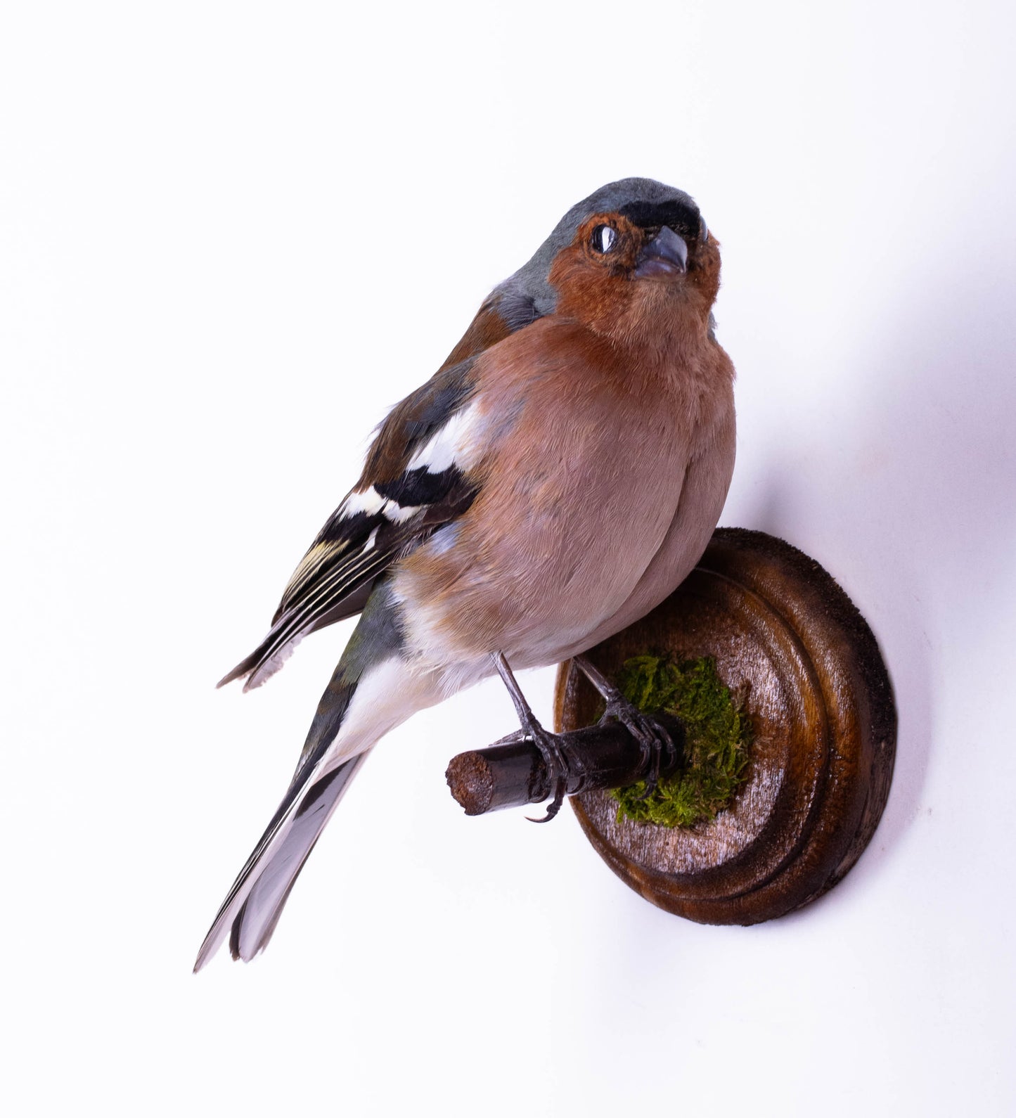 Chaffinch Taxidermy Wall Mount For Sale