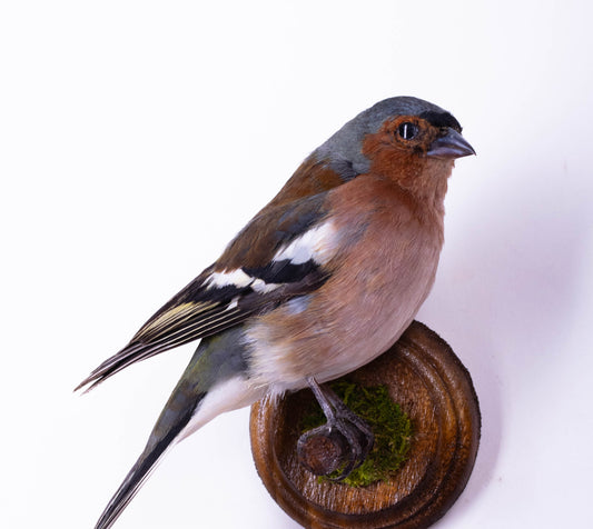 Chaffinch Taxidermy Wall Mount For Sale