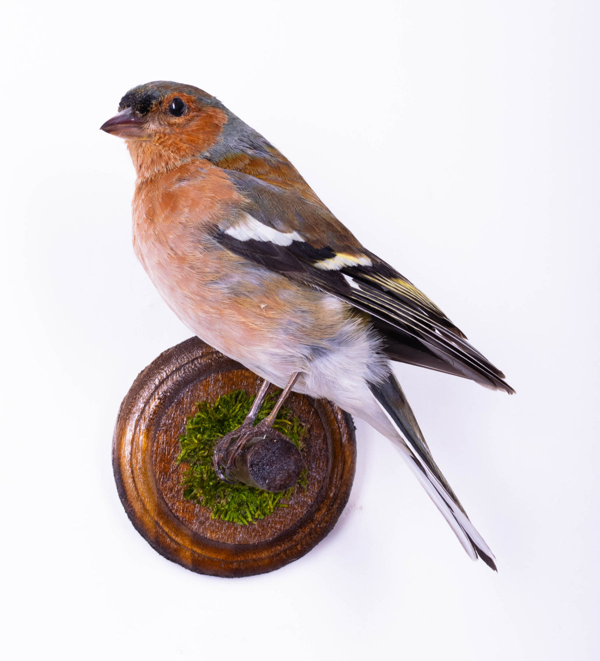 Chaffinch Taxidermy Wall Mount For Sale
