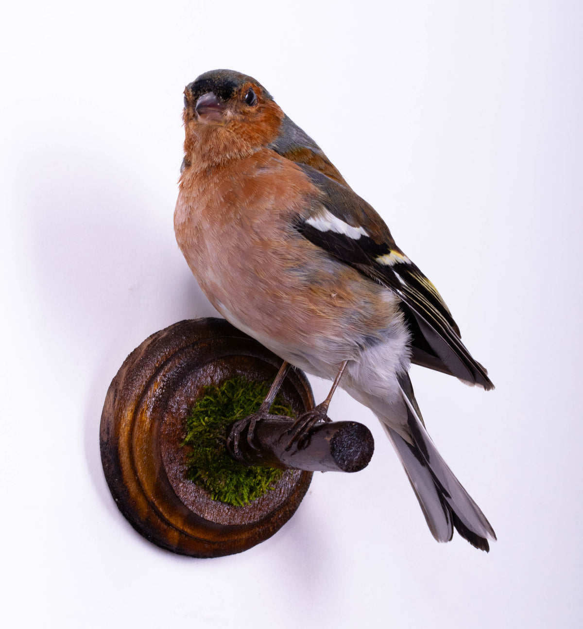 Chaffinch Taxidermy Wall Mount For Sale