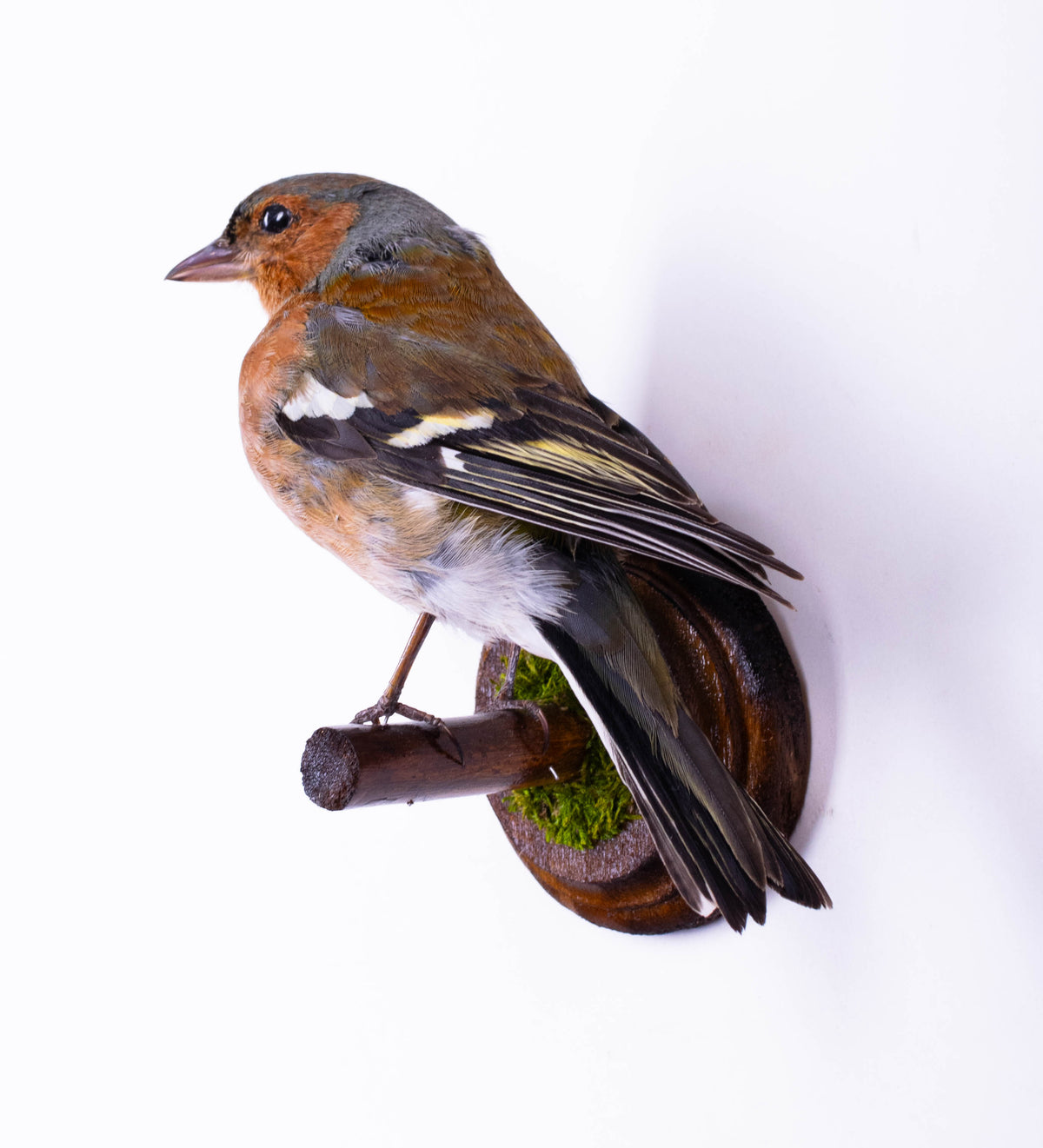 Chaffinch Taxidermy Wall Mount For Sale