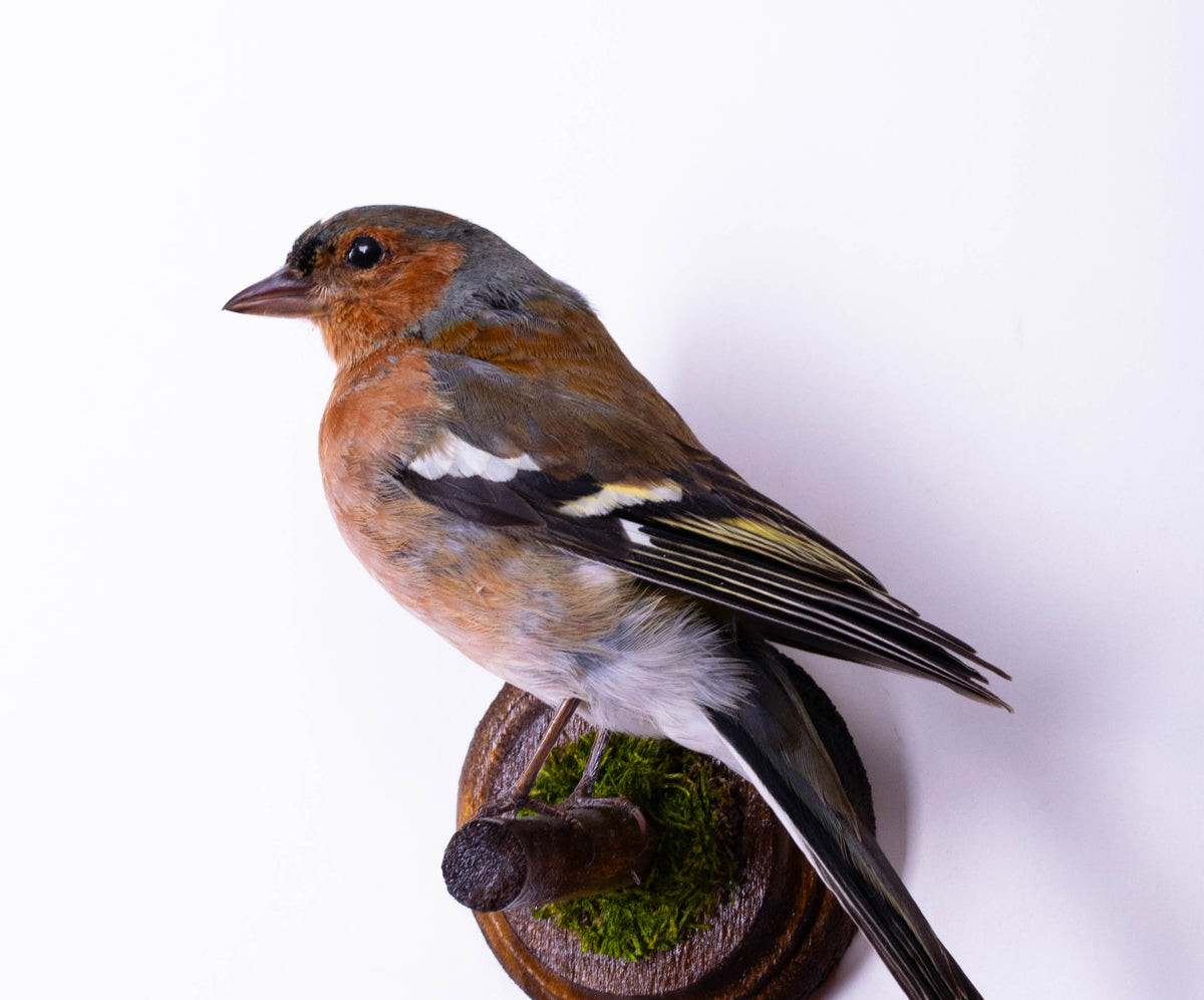 Chaffinch Taxidermy Wall Mount For Sale