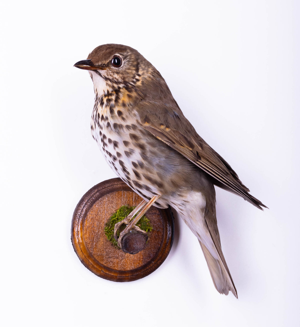 Mistle thrush Taxidermy Wall Mount