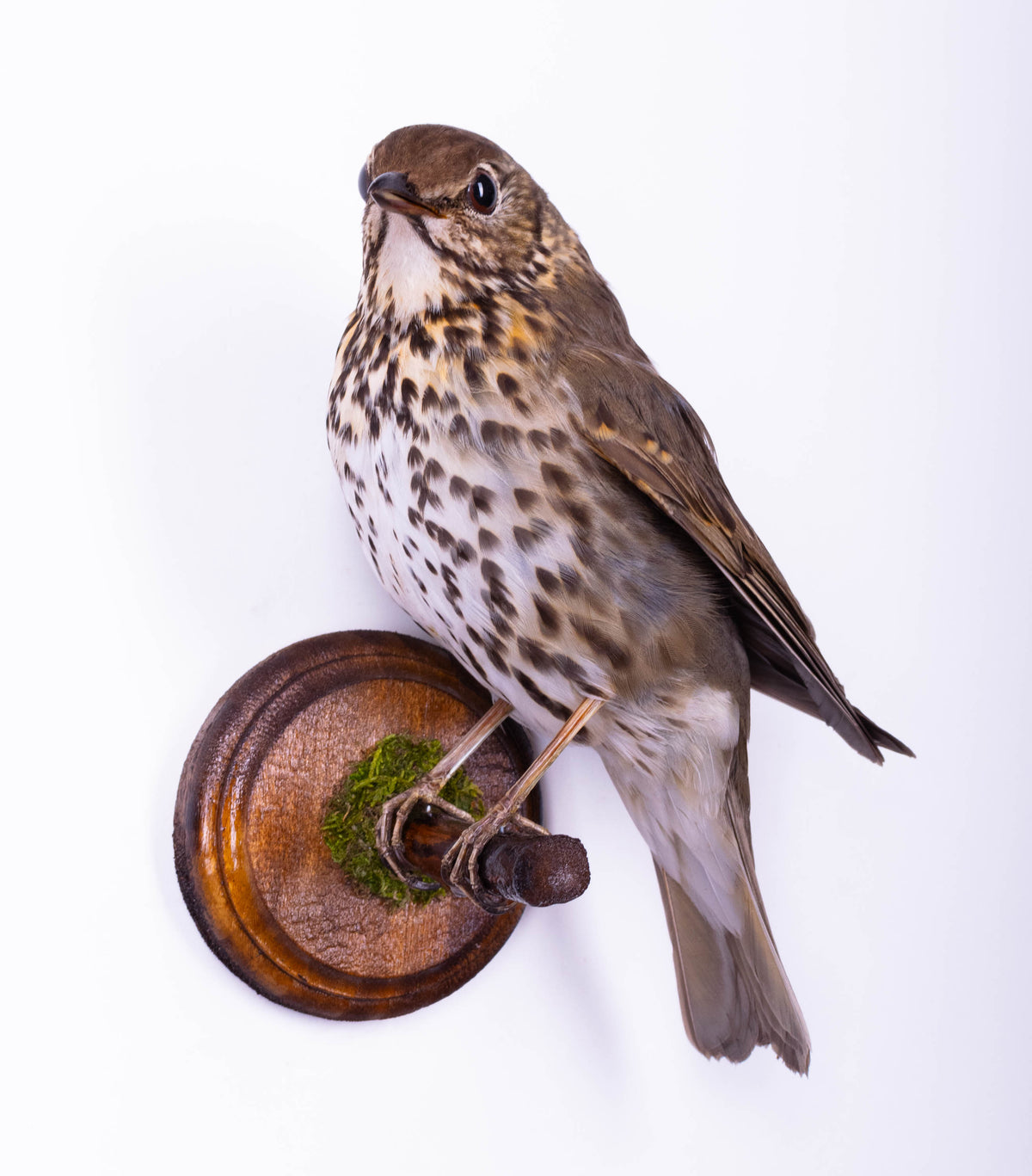 Mistle thrush Taxidermy Wall Mount