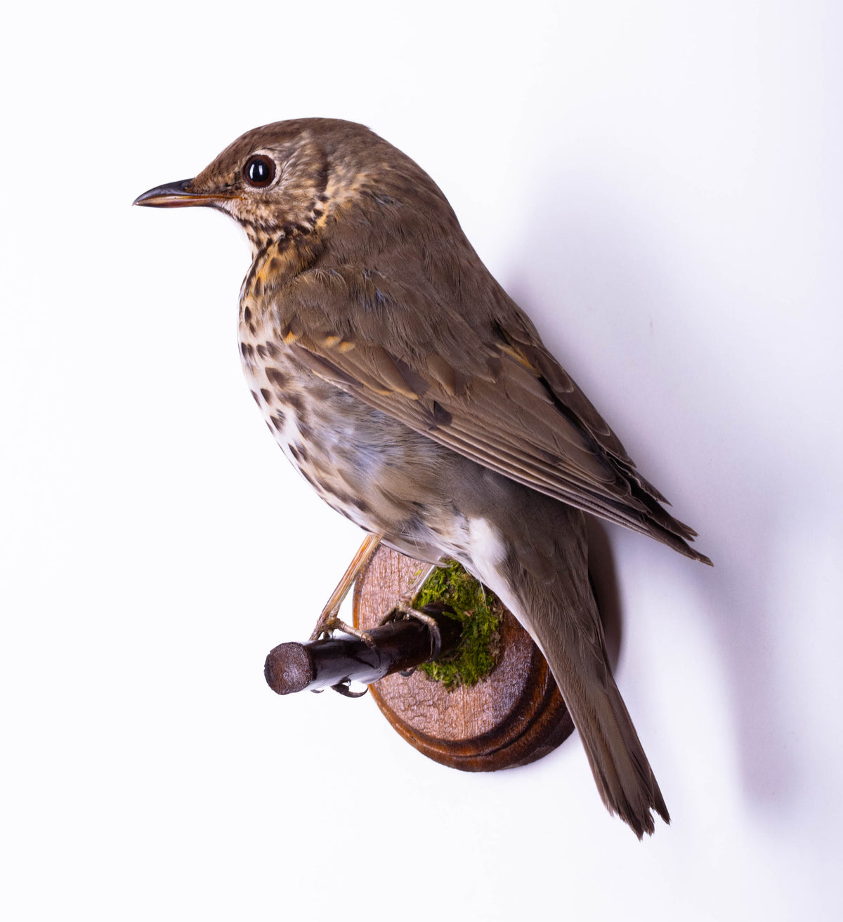 Mistle thrush Taxidermy Wall Mount