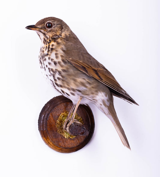 Mistle thrush Taxidermy Wall Mount