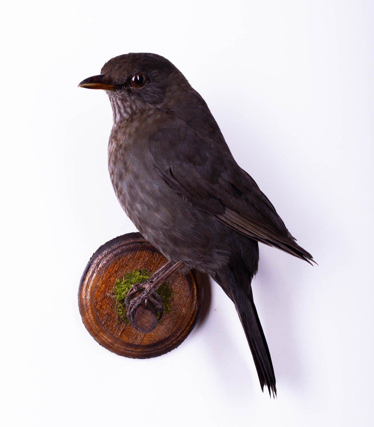 Blackbird Taxidermy Wall Mount For Sale