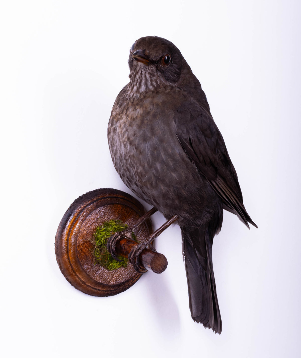 Blackbird Taxidermy Wall Mount For Sale